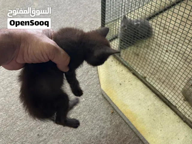 قطط صغيرة للبيع