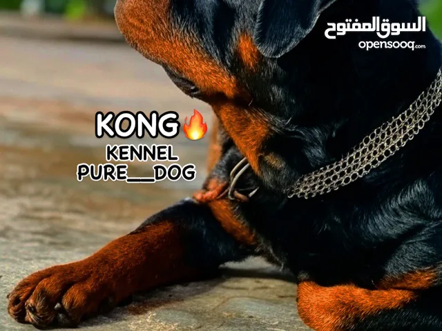 جراوي روت والير  ابناء البطل كونق من سلالة القديمه ونادره في ألمانيا