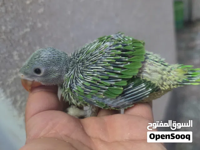 بيع فروخ الدره الاخضر والاصفر
