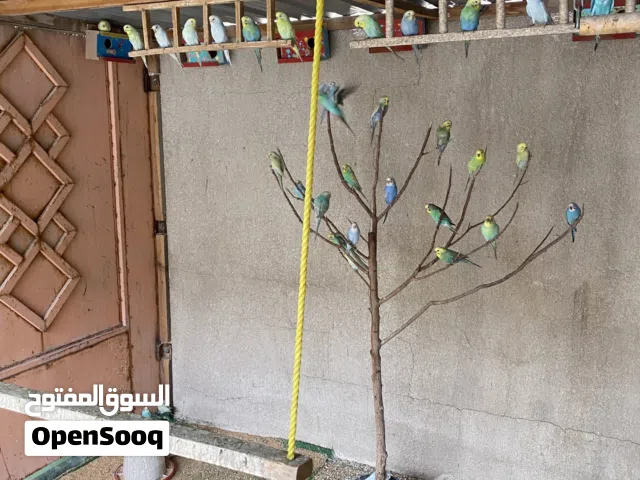 طيور حب ريمبو وتراكيب
