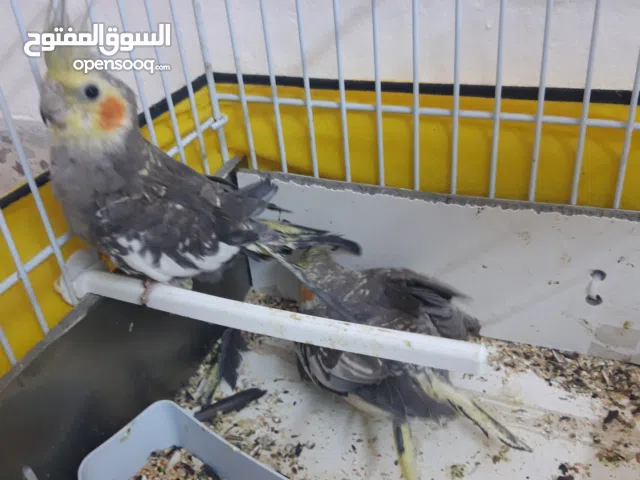 طيور كوكتيل حبشي على اصفر جوز