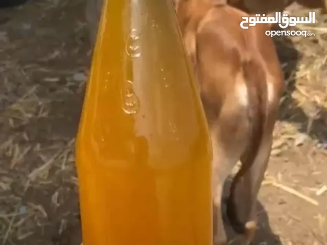 اقدم لكم سمن بقر على الشرط ريحه وجوده