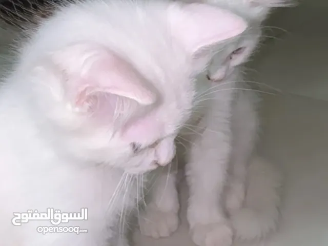 ققطط لتبني عمر شهرين ليس شراء