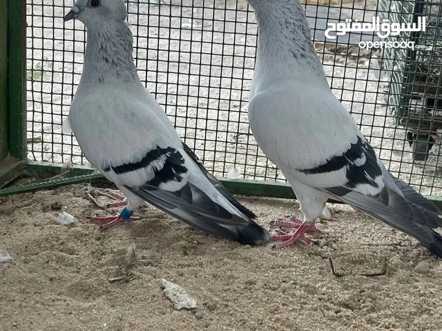 المنطقه السالميه كيلو 5