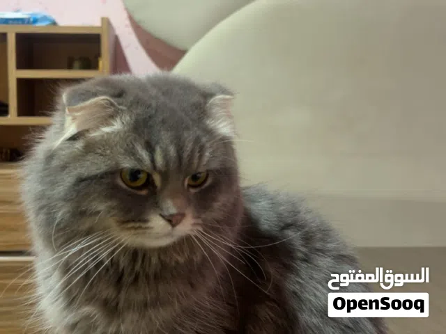 بسبوس ذكر صحته ممتازة