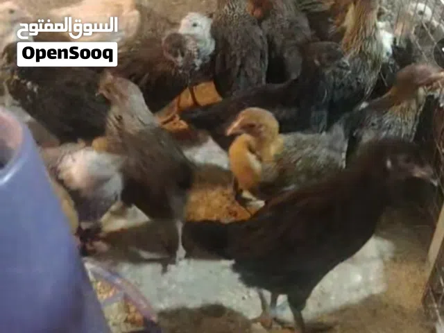 متاح صيصان بصحه ممتازه