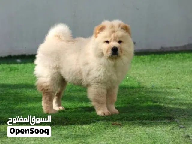 Chow chow pure 6 month    male