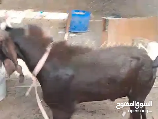 صخل افغاني مضرب