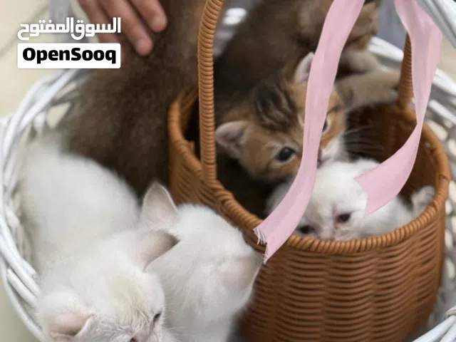 قطط سكوتش فولد