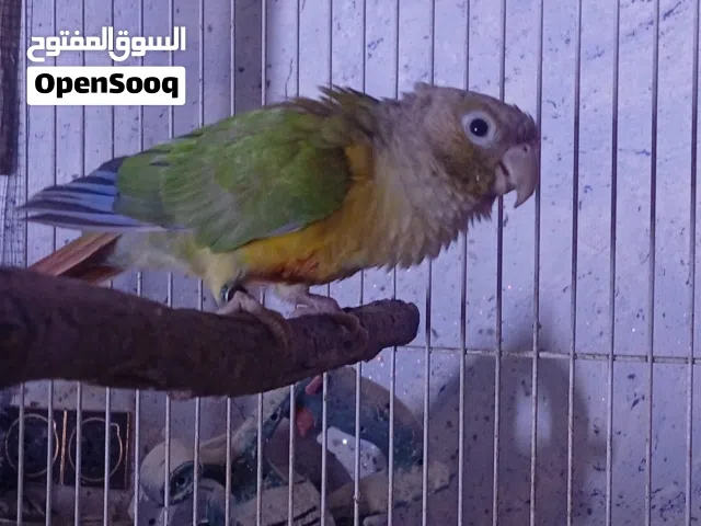 كنيور أليف