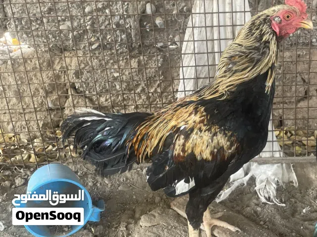 للبيع ديك ميوالي