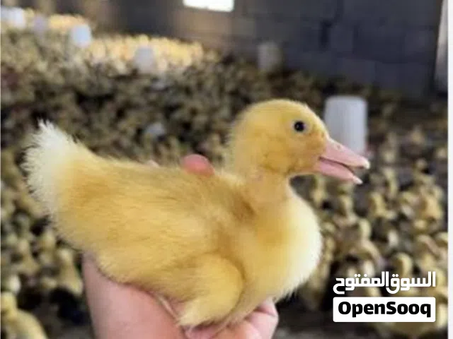 متاح افراخ بشوش