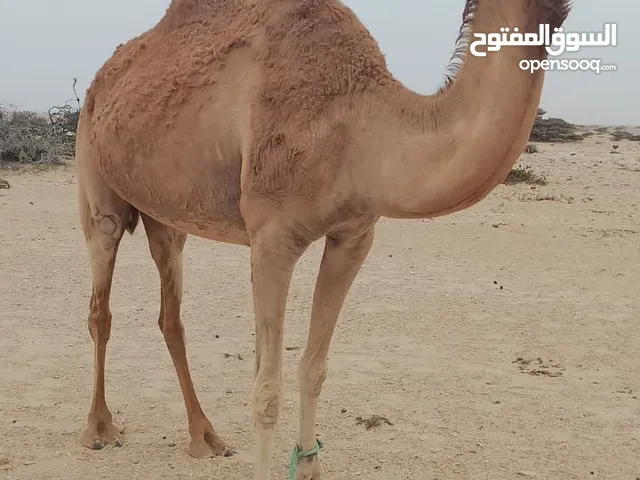 للبيع ناجه حايل