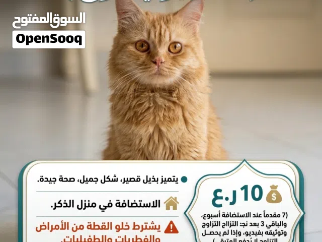قط شيرازي للتزاوج