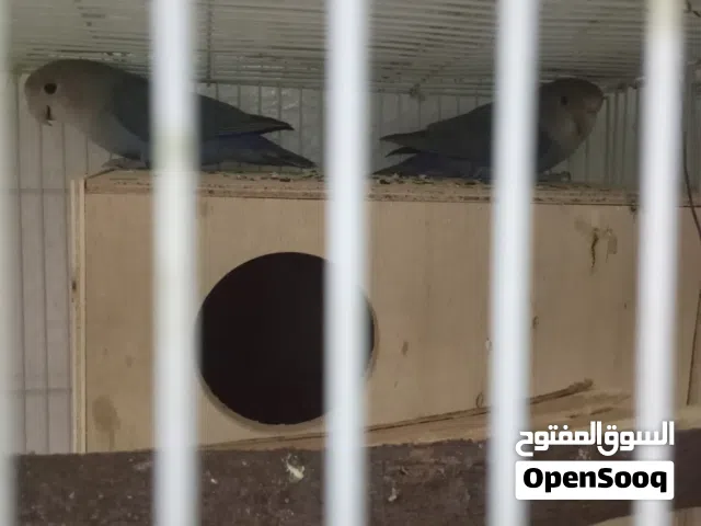 للبيع زوج روز سعره 20ريال للبيع زوج كوكتيل 23ريال