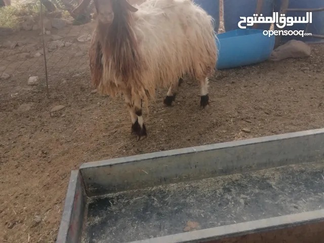 قرقورة للبيع
