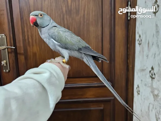 ببغاء درة اليف لون مميز قابل للبدل على ببغاء