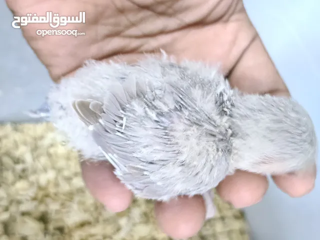 African love bird handfeed chicks