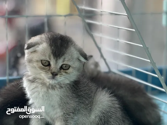 سكتش فولد وسكتش ستريت