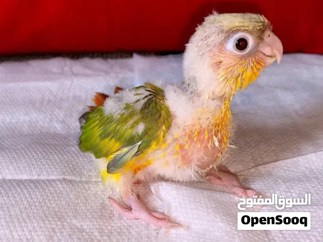 baby pineapple conure double red factor
