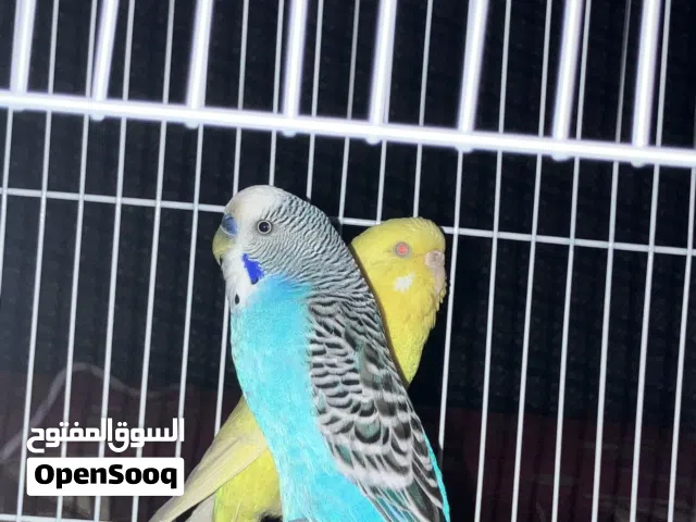 زوج بقالينو الانتى لاتينو عين حمره