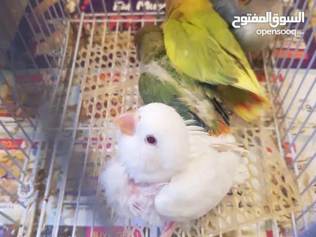 lovebirds chicks homebreed