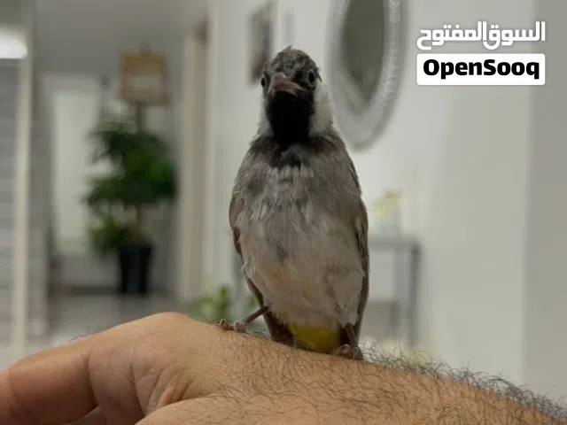 بلبل أليف مطواع