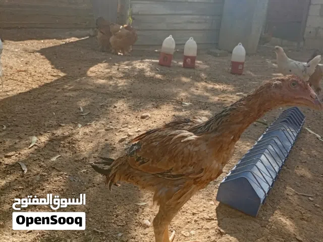 جاج المانيه وديك باكستاني
