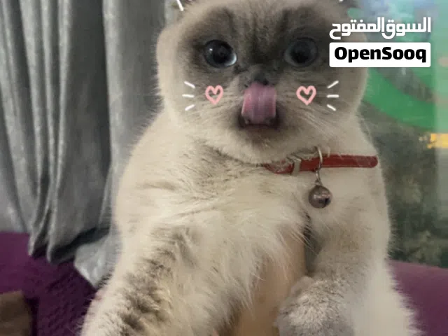 بسة سكوتش فولد للبيع