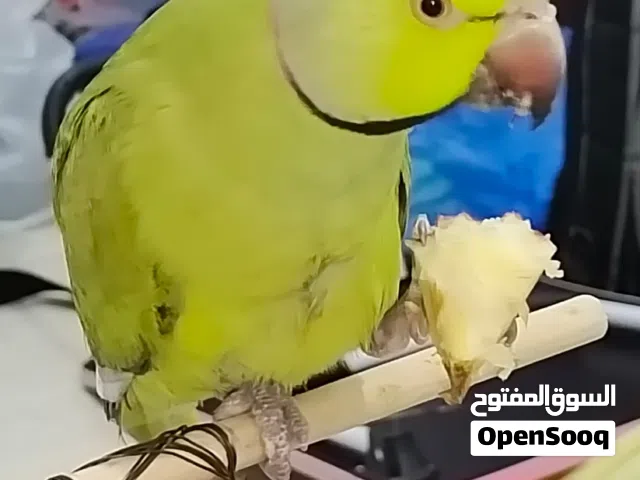 Ring neck male Parrot