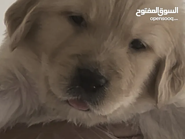 جولدن ريتريفر للبيع