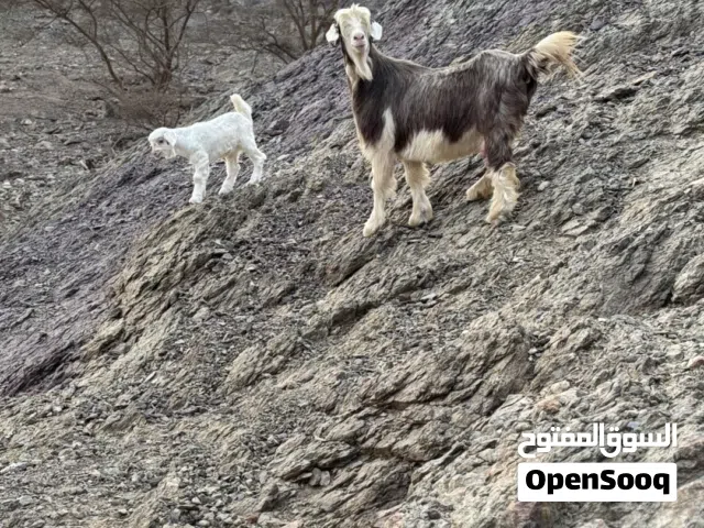 شاه تحتها صخله