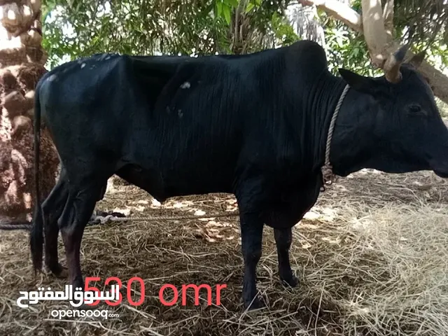 cow for sell big size