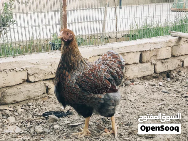 دجاج واين دوت ريد بلو
