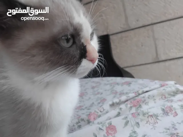 قطه للبيع عمرها 3شهور شيرازي مكس انثى