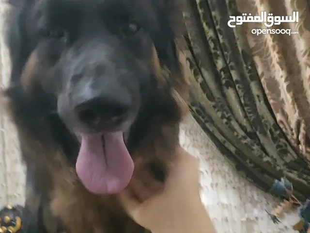 اسم الكلب:جسي العمر:ثلاث سنوات الكلب مطعم كل التطعيمات