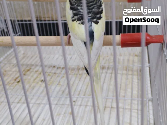 فحل شكري بصرصي سبعة وقطع صحه فول