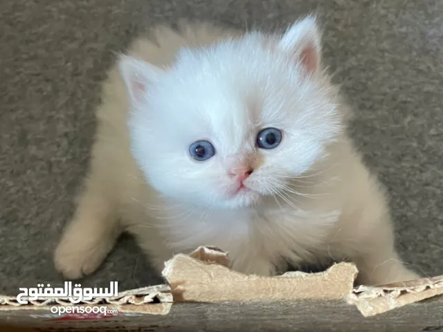 قط راغدول عمرو شهرين يوجد انثى و ذكر
