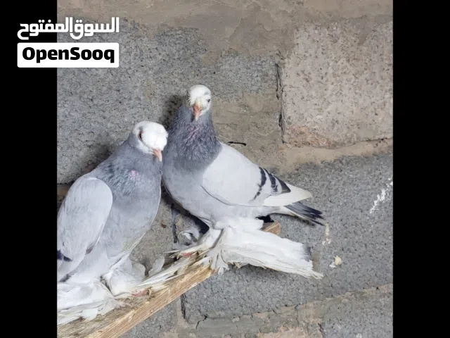 كوبيا جما للبيع