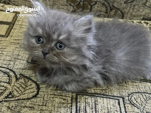 قطتين ذكر للبيع
