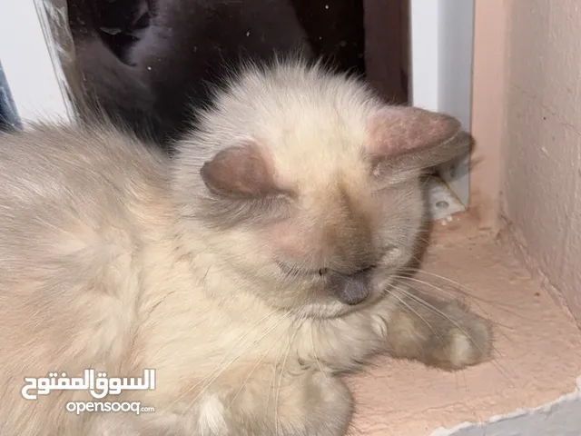 قط هملايا جميل جدا