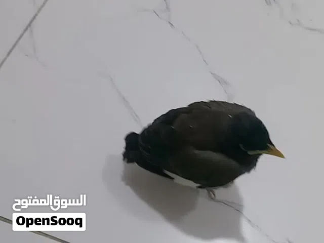 مينه صغيره  انت ازقه