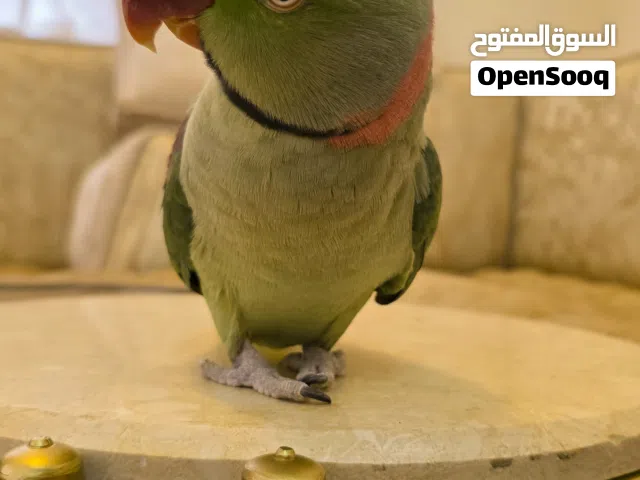 ببغاء دره نيبالي