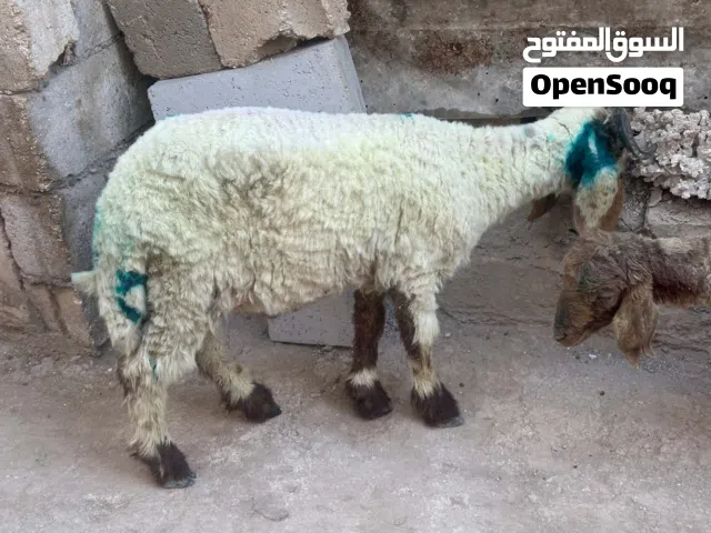خروف مع عابوره للبيع