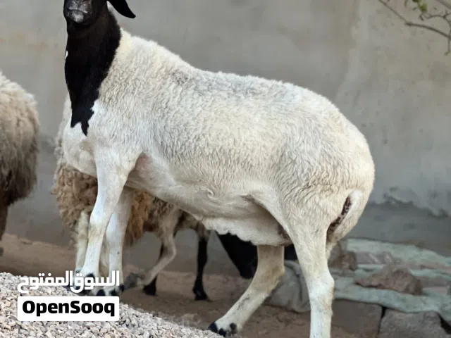 نعجه متاومه ربي يبارك تحتها زوز خرفان