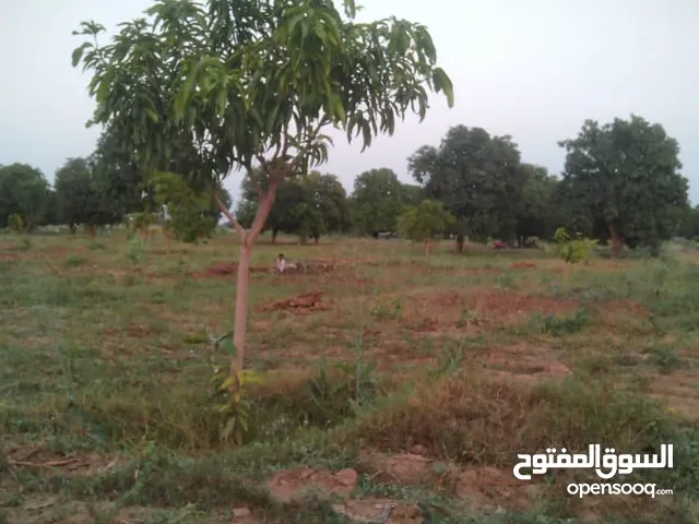 مزرعه منقه عرطه 60 معاد 4300 غرسه  2 ابار ومنضومه شمسيه جاهزه