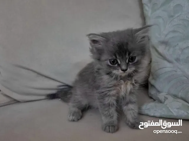 بيع قط كتن