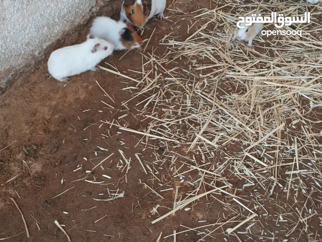 قندي البيع جمله كله مع بعضه