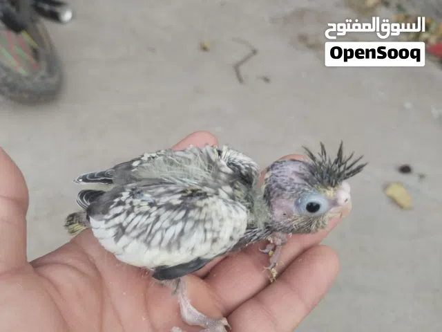 متاح افراخ كوكتيل للبيع
