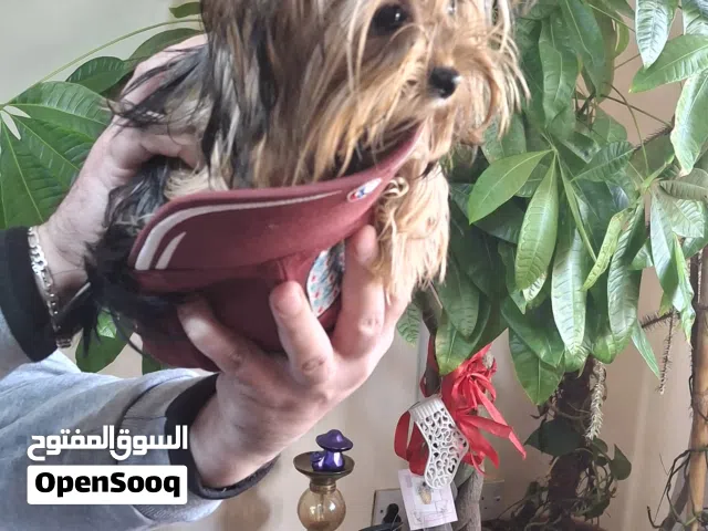 فرصة مميزة: جراء يورك شاير تيرير (Super Tea-Cup) دم صافي للأذكياء فقط